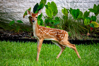Deer