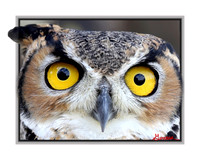 Owls and Hawks