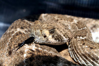 Reptiles