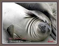 Sea Critters