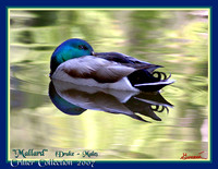 Ducks / Geese
